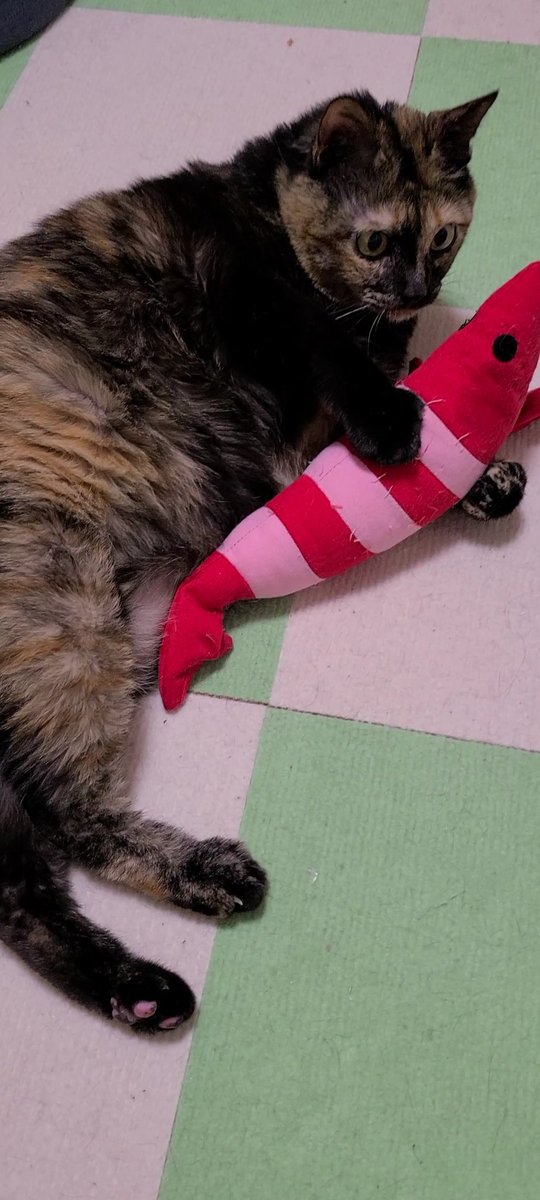 nyantariku's tweet photo. サビ猫とエビ🦐
#ねこのいる暮らし 
 #ねこすきさんと繋がりたい 
 #ねこ
 #サビ猫はいいぞ https://t.co/IppCJvbagf