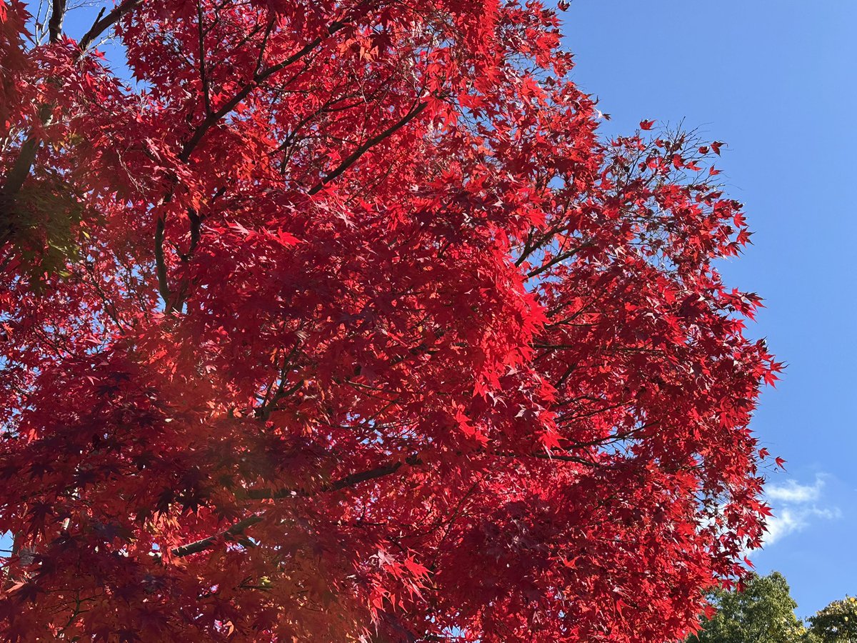 おはようございます☀️

悲報です。
ヘタ太郎が永眠しました😭
毎日水をかえて愛情を注いでたのになぁ。
暖房の効いた部屋に置いてたのがダメだったのかなぁ。
ごめんね、ヘタ太郎。
合掌…(-人-)

なぜか仕事が減らず、ひとつ終わらせると2つ3つ増える感じ。
忙しい毎日が続いてます。