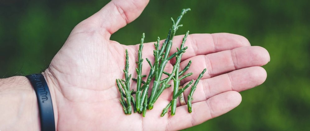 salivitae's tweet photo. We invite you to explore our agro farm, where you can learn about the wonders of Salicornia and halophyte plants. Immerse yourself in an alternative tourism experience that’s both educational and delightful.

https://t.co/eg3ZVb572i https://t.co/Opi1MMR1w8