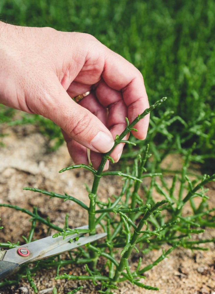 salivitae's tweet photo. We invite you to explore our agro farm, where you can learn about the wonders of Salicornia and halophyte plants. Immerse yourself in an alternative tourism experience that’s both educational and delightful.

https://t.co/eg3ZVb572i https://t.co/Opi1MMR1w8