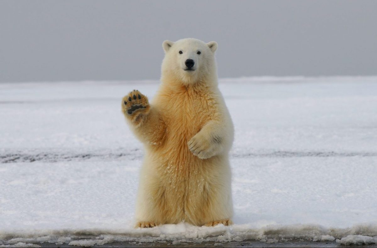 TheSoundOfSun's tweet image. Jake la Furia è il mio meme della serata scusa Jake ti amo dai tempi di Mi Fist #Xfactor2024 #xf2024