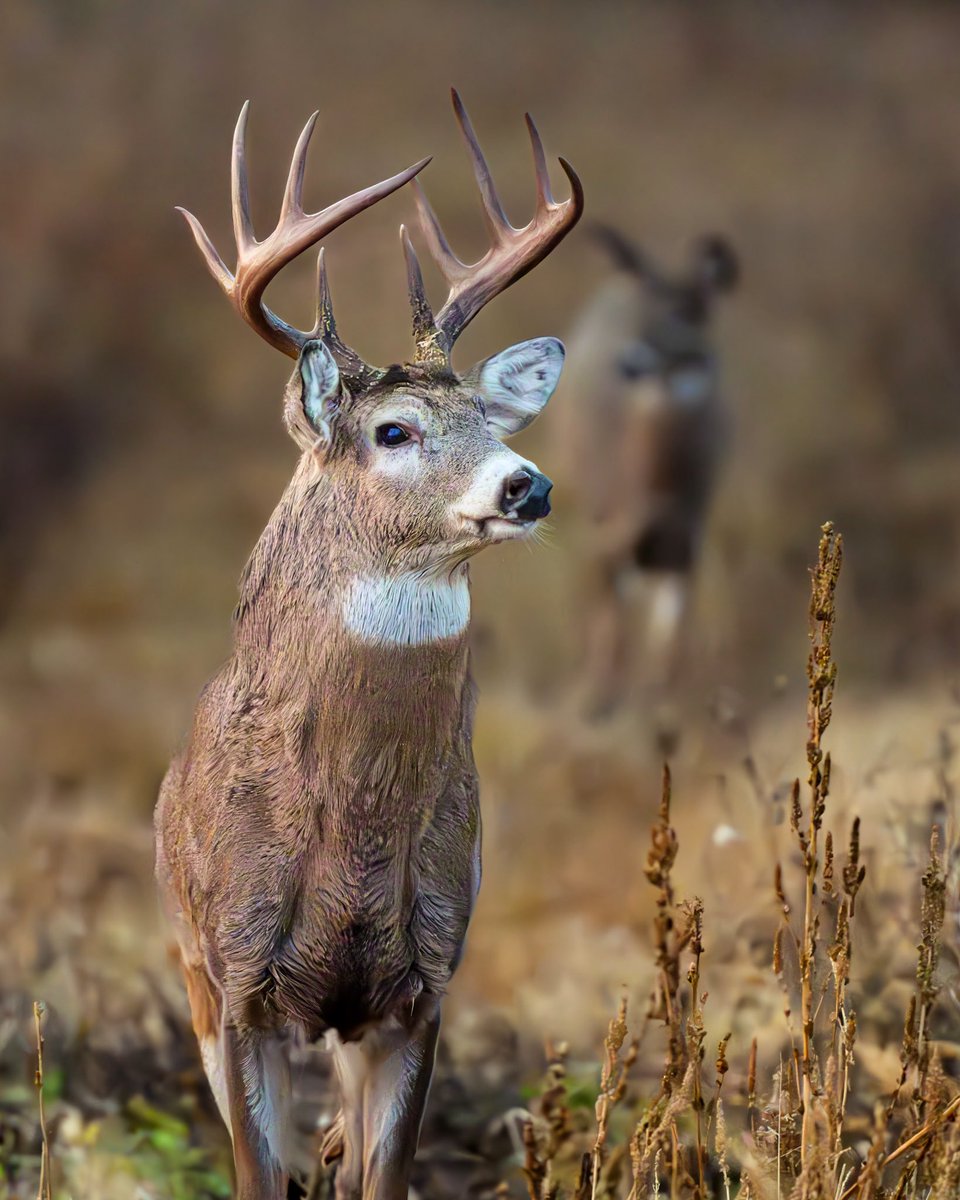 estrand338's tweet photo. #whitetail #10point #nikonz8 https://t.co/ojW7u58WO9