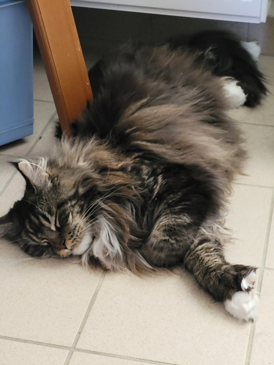 P_rise_'s tweet photo. @ShouldHaveCat The "half circle with a floof left paw coverage" https://t.co/EmD89FHLel
