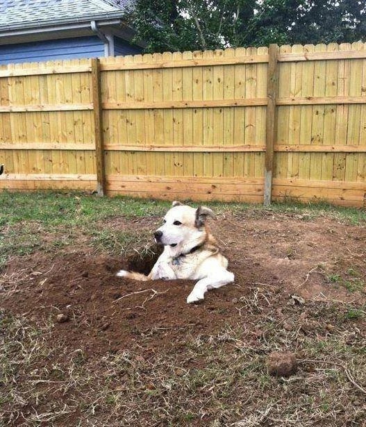 canyoudigitbase's tweet image. Too many bad trades gotcha down? $DIG yourself outta that red candle crater with a Turbo Rocket Bunny taking carats to the moon 🚀