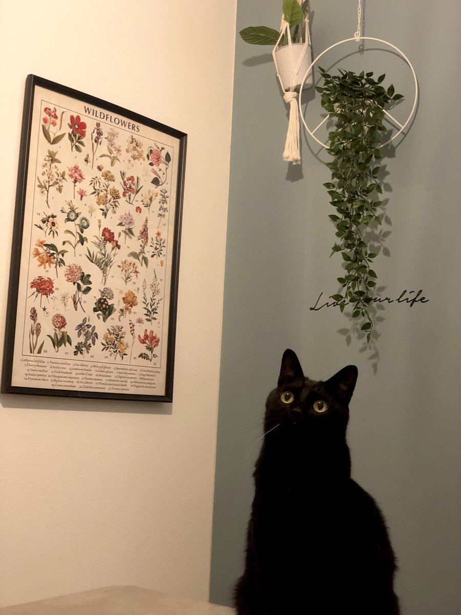 【今日のにゃんこ】

猫がぼーっとしてる時、今なに考えてるのー？って聞いてみたりするけど たぶん何も考えてない

こねろく<a href="/nkknrk/">黒猫のこねろく</a>