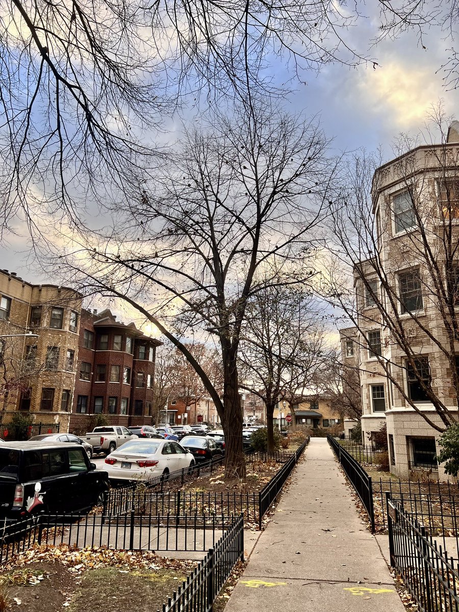 DRMartin6's tweet photo. … all of the birds in this tree are robins (about 30+) … and one of them pooped on me 🍀

#Chicago 🌡️🥶
... and it's a beautiful day 🌥️ https://t.co/pHoOOuIBbE