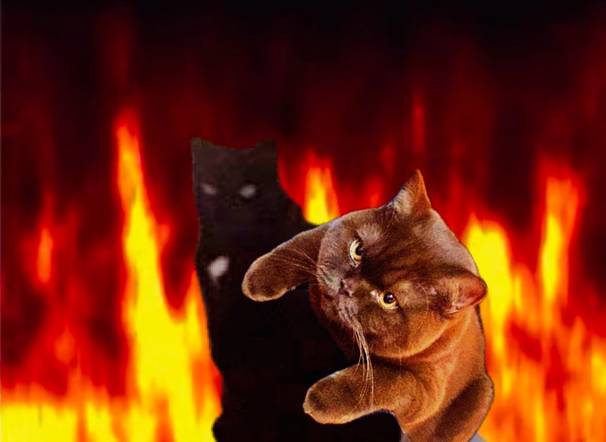 MA_Shington's tweet photo. Y si el verdadero ship siempre fue entre Baguira y Norris? 🤔🐈⬛ (Bagorris) #Norris #Baguira #Garime https://t.co/O3i5WzAb9U