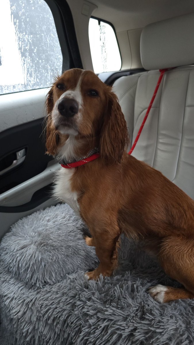 So, uhm, meet Loki! 🥰💜

He's 10 months old and the most giddy dog I've ever met!

He's very well behaved in the car and this journey was completed in 5 minutes with someone sat beside him so he's all good with the lead round the neck. He does have a harness for the car!