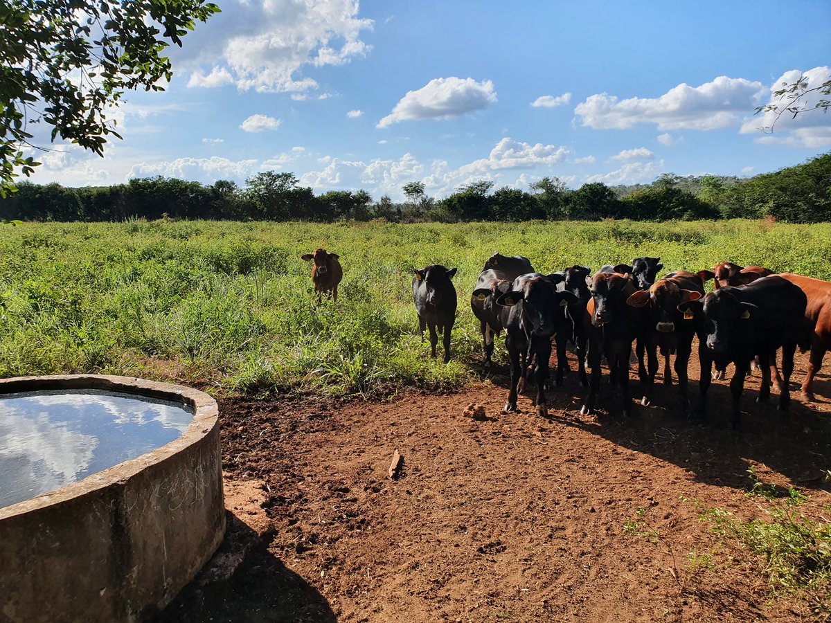 Fortunate to have the opportunity to look around a 1500 Ha dairy and beef operation in the Yucatan Peninsular, Mexico this past Sunday
#farming at the frontier
<a href="/Brownandcorural/">Brown&Co Rural</a> team latam!