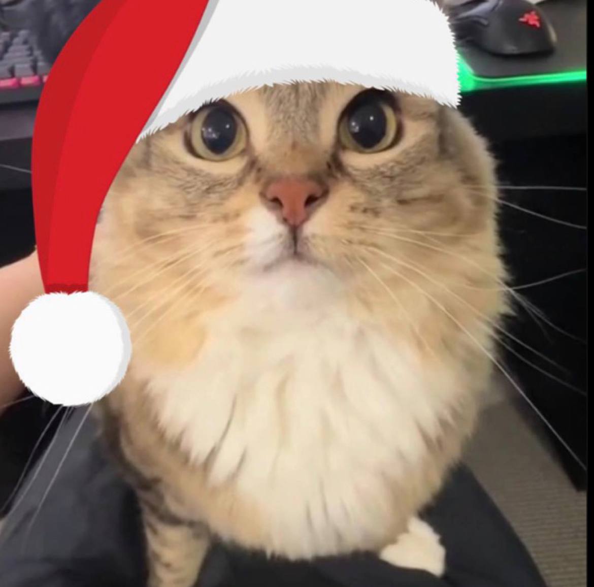 Amora on TON tweet media