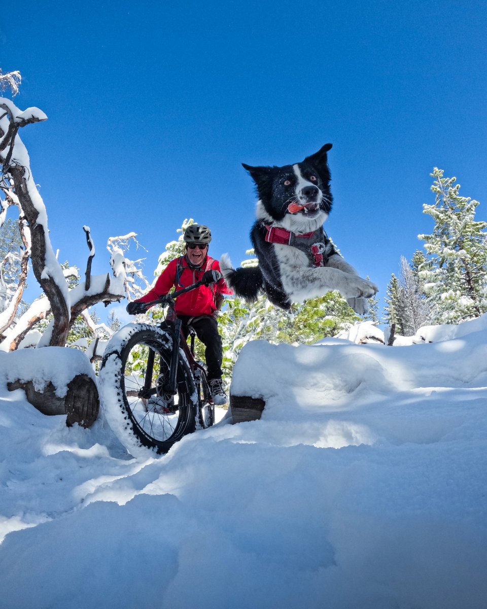 GoPro's tweet image. Photo of the Day: First snowfall has us jumping for joy too 🐾 Subscriber Bob Ward + Augie hit the trails + earned $500 for this HERO12 Black image.

#ProTip: You can control your camera from afar with the GoPro Quik app or with out Bluetooth Remote.

#GoPro #GoProPets…