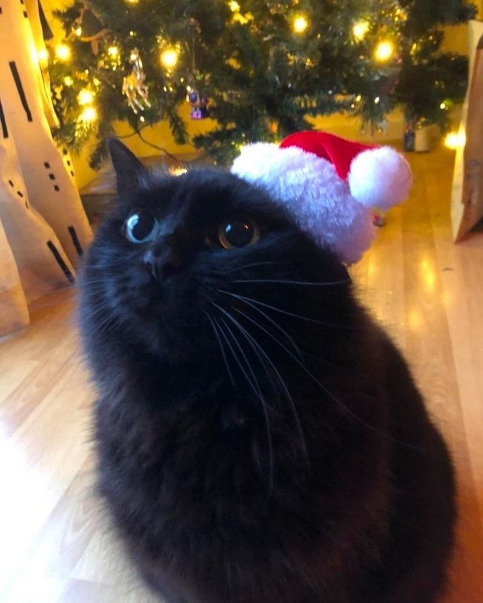 PunchingCat's tweet photo. he’s ready for christmas https://t.co/iFZ8cSrvWP