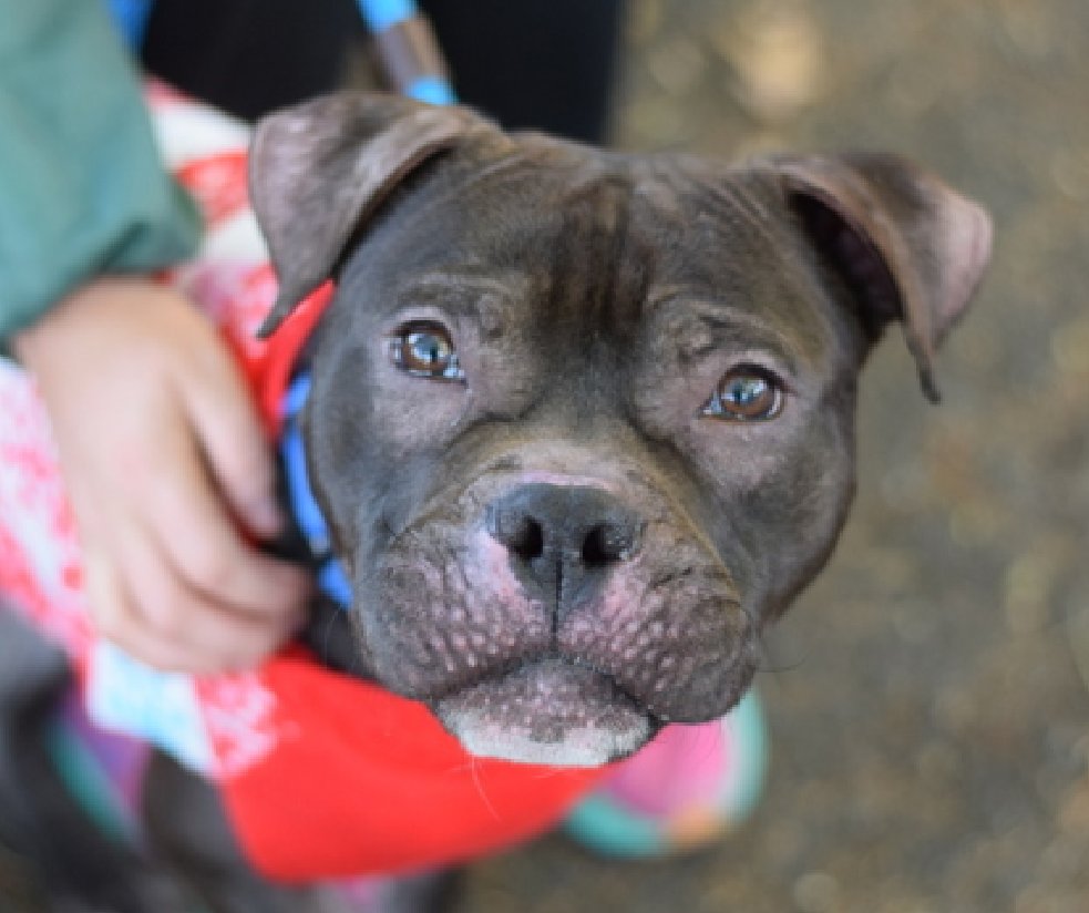 NMBewitched's tweet photo. Imagine eating dinner & this face looks up at you?
Do you ignore or buckle & share?
For the record Pretzel would already have a Maserati from me
#AdoptMe
https://t.co/8ZzPX70PQc https://t.co/vFhXPKNxFf