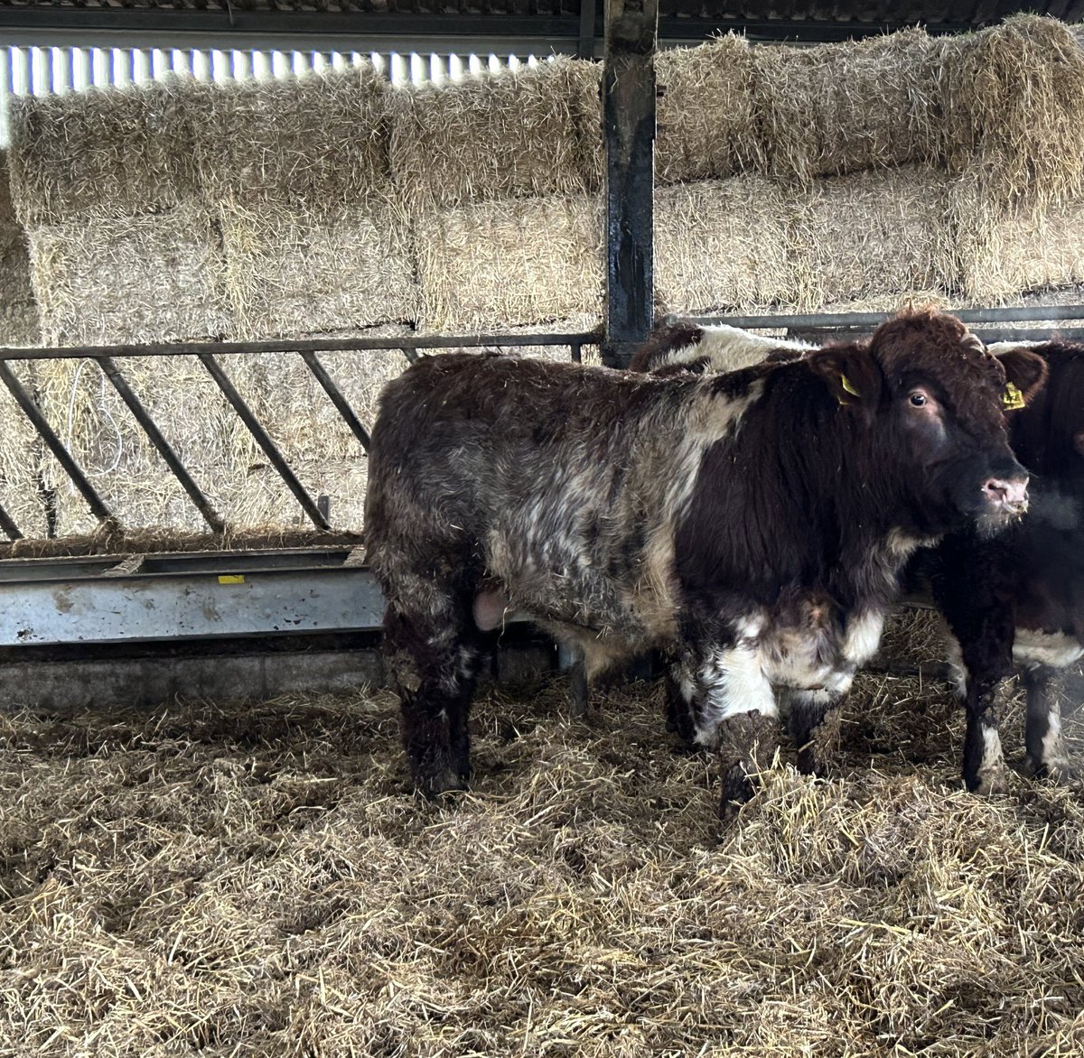 bbshorthorns's tweet photo. Who couldn’t love a shorthorn ?
#beefshorthorn https://t.co/cRqSlMo3Ya