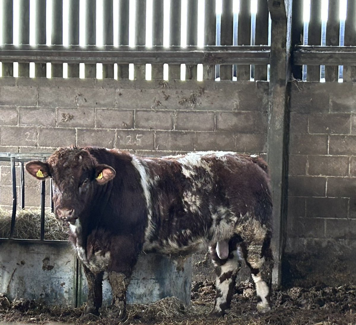 bbshorthorns's tweet photo. Who couldn’t love a shorthorn ?
#beefshorthorn https://t.co/cRqSlMo3Ya