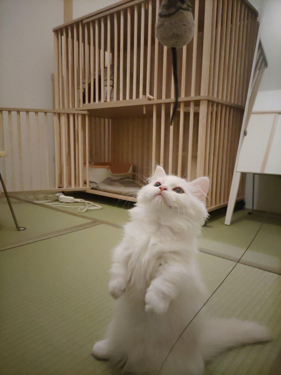 funya0717's tweet photo. 【定期】かわいい投下(ノ･ω･)ノ⌒°ﾎﾟｲｯ https://t.co/7IRgZuqFW6