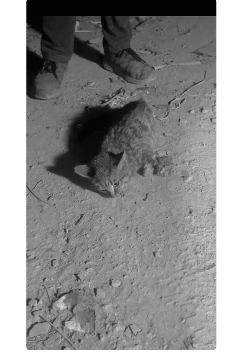 この子は木の板に四脚を打ちつけられ
中国の🗑️男達から工具を使用され激しい苦痛、凄まじい痛みを与えられた。　　

彼は必死に叫んだ。
満身創痍で抵抗した。叫んだ。
叫んだ。叫んだ。叫んだ。叫び続けた。

彼はもう歩けない。