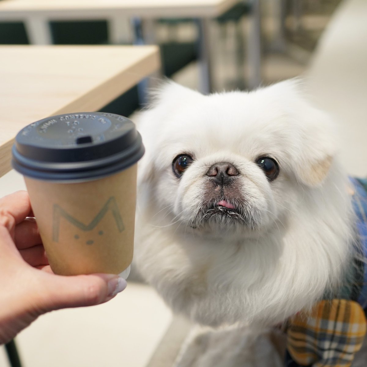 wata201312's tweet image. MUKK Cafe
コーヒーとアップルパイ
7/13オープン
#mukkcafe #daikanyama 
#cafe #coffee
#代官山カフェ #カフェ
#店内わんこOK