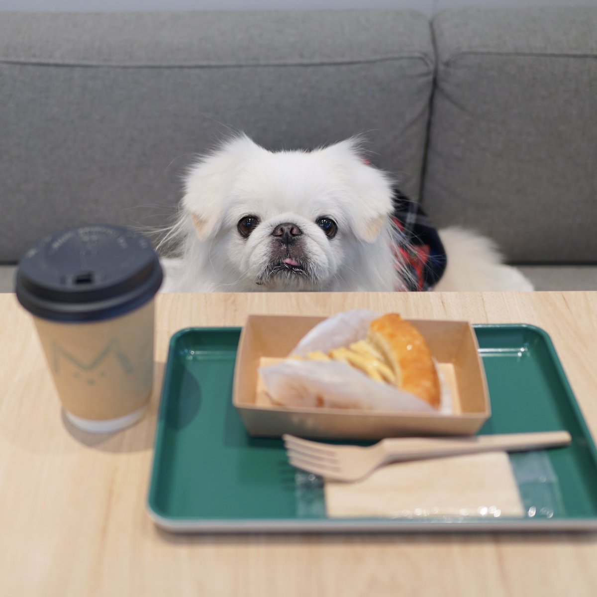 wata201312's tweet image. MUKK Cafe
コーヒーとアップルパイ
7/13オープン
#mukkcafe #daikanyama 
#cafe #coffee
#代官山カフェ #カフェ
#店内わんこOK