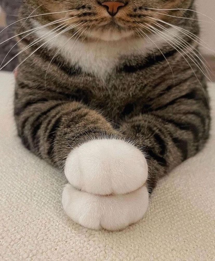 Gekikawa_Dbts's tweet photo. かわいいおてて https://t.co/adnUHCnV5p