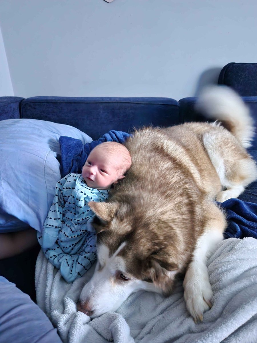 Capt_FluffyBubbles tweet media