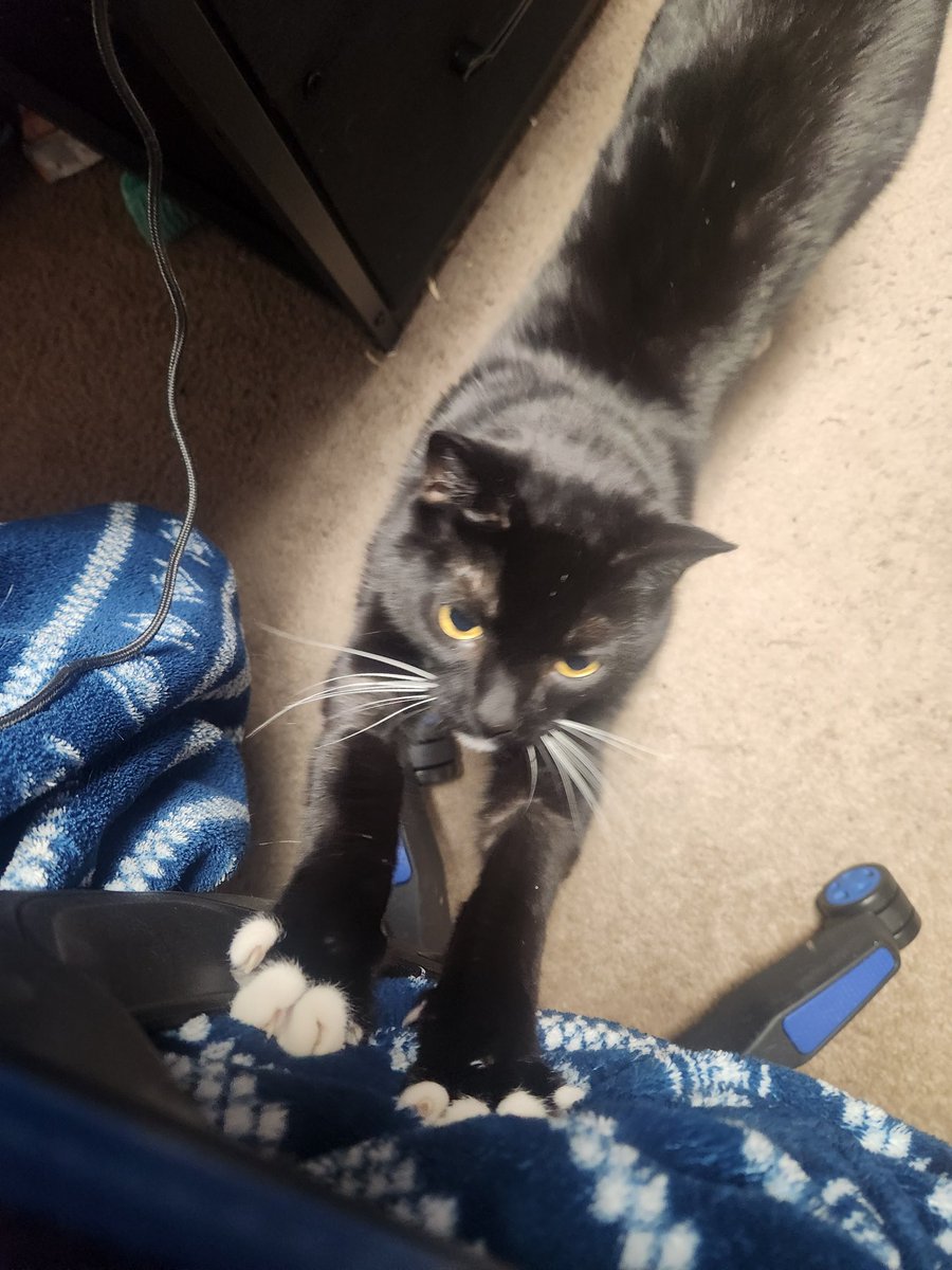 AtypiKait's tweet photo. Sushi says hello. 💙🐱

He's the best boy. https://t.co/5wnoHoHxng