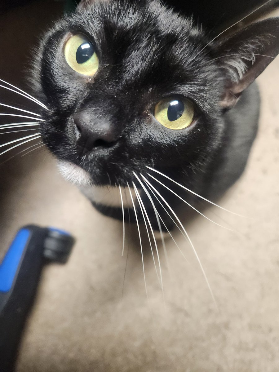AtypiKait's tweet photo. Sushi says hello. 💙🐱

He's the best boy. https://t.co/5wnoHoHxng