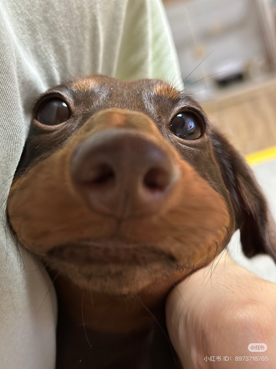 💖 (@twaniimals) on Twitter photo 