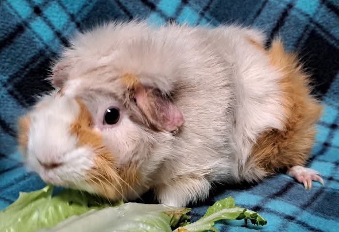 Critter Corral GPR tweet media