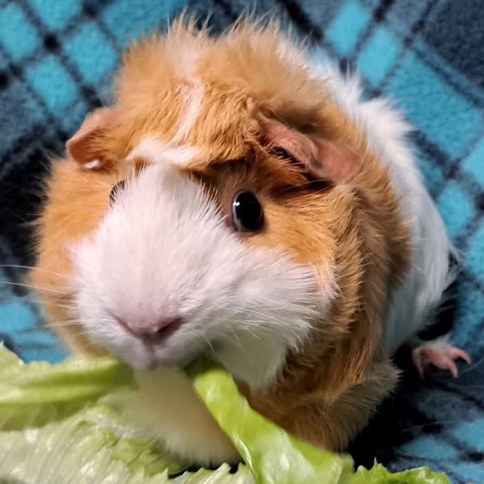 Critter Corral GPR tweet media