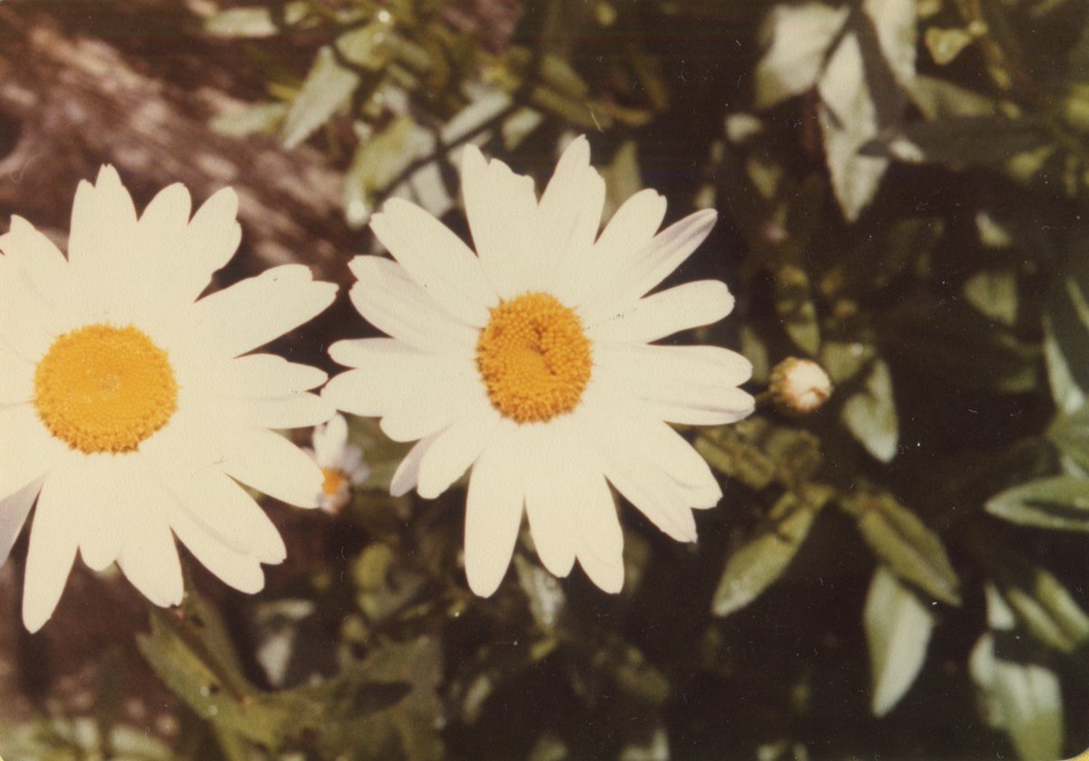Surprise! New acoustic version of Jesse feat <a href="/daywavemusic/">Day Wave</a>  is out now!✨ Stream it here tinyurl.com/z3k9hur3