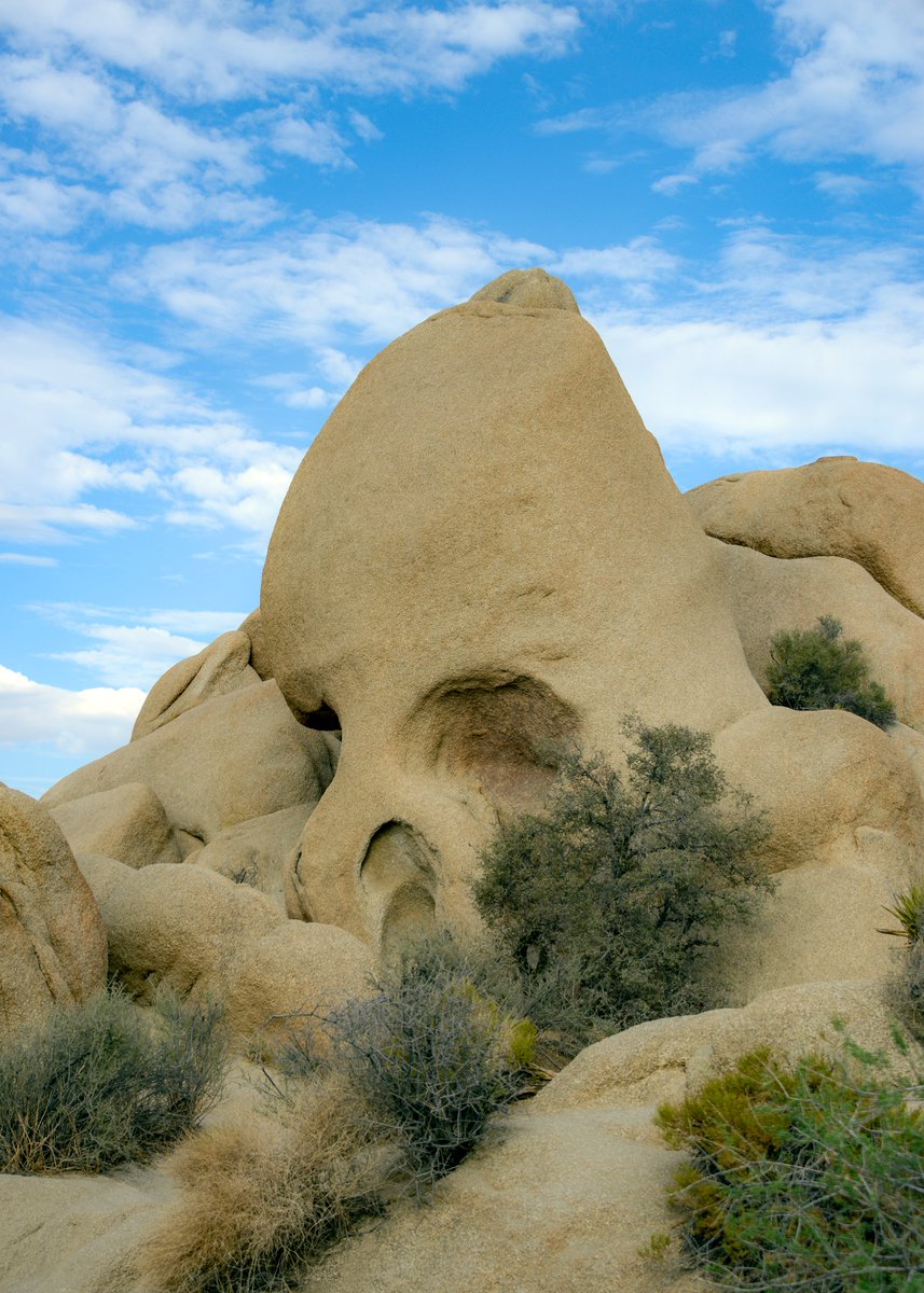 JennyLaBouff's tweet image. This is Skull Rock, one of Joshua Tree’s most famous formations! Sculpted by centuries of wind and water erosion.
 #JoshuaTree #SkullRock  #NatureArt