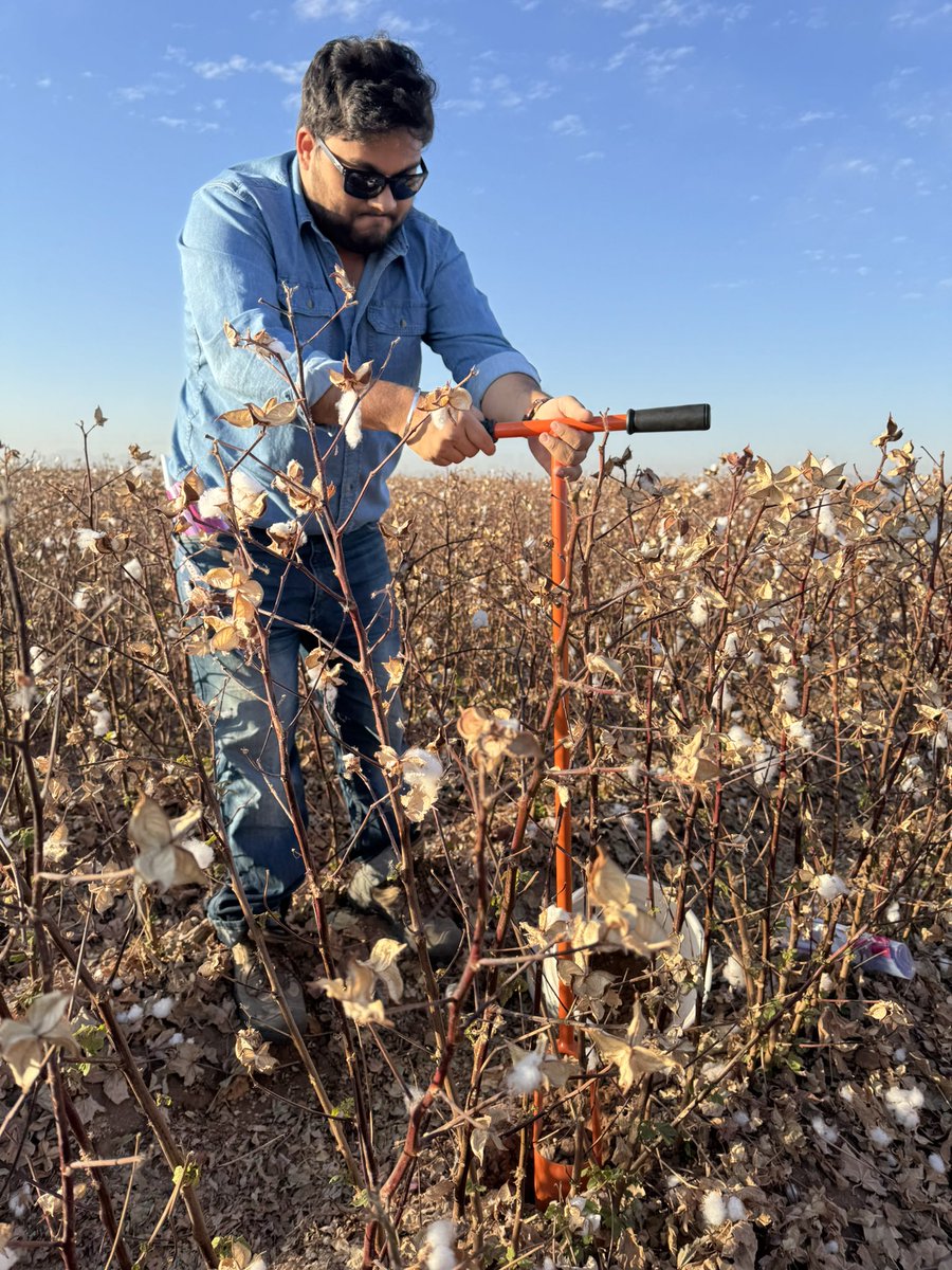 DebankurSanyal's tweet photo. Post harvest cotton sampling done! Getting subsoil samples from dry, rock-hard fields is tricky! This concludes our biofertilizer experiment for this year.

#HealthyDesertSoilsInitiative 
#UASoilHealthResearchExtension https://t.co/N05HtWaezb