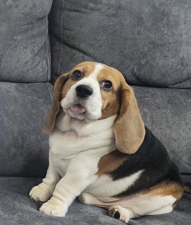 snoopydelcc's tweet image. Estoy a punto de clasificar a los playoffs de #NFlFantasy desde que puse a este perrito como perfil.