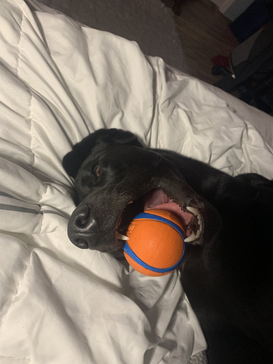 IcyFreeze8's tweet photo. My girl Bella being silly 🤪 https://t.co/o52chHGfee