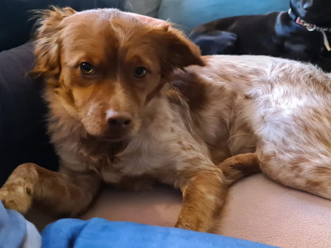 fachheiler's tweet photo. Heute vor 3 Jahren haben wir Leon in seiner Pflegestelle kennengelernt und sofort in unser Herz geschlossen. 😍 Bis zu seinem Einzug bei uns sollten noch 18 lange Tage vergehen, aber uns war gleich klar, daß wir unser neues Familienmitglied gefunden hatten. 🥰 #HerrFlausch https://t.co/uyNNB2DRPf
