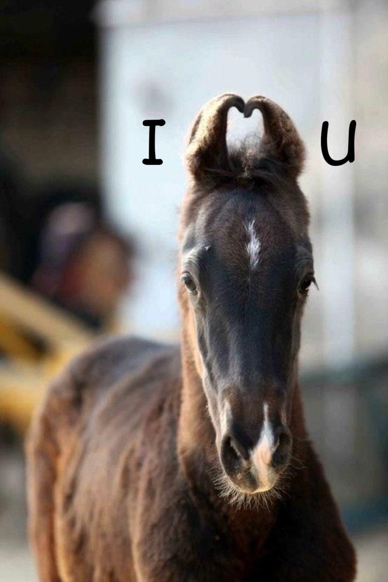 horse (@horseimage) on Twitter photo 