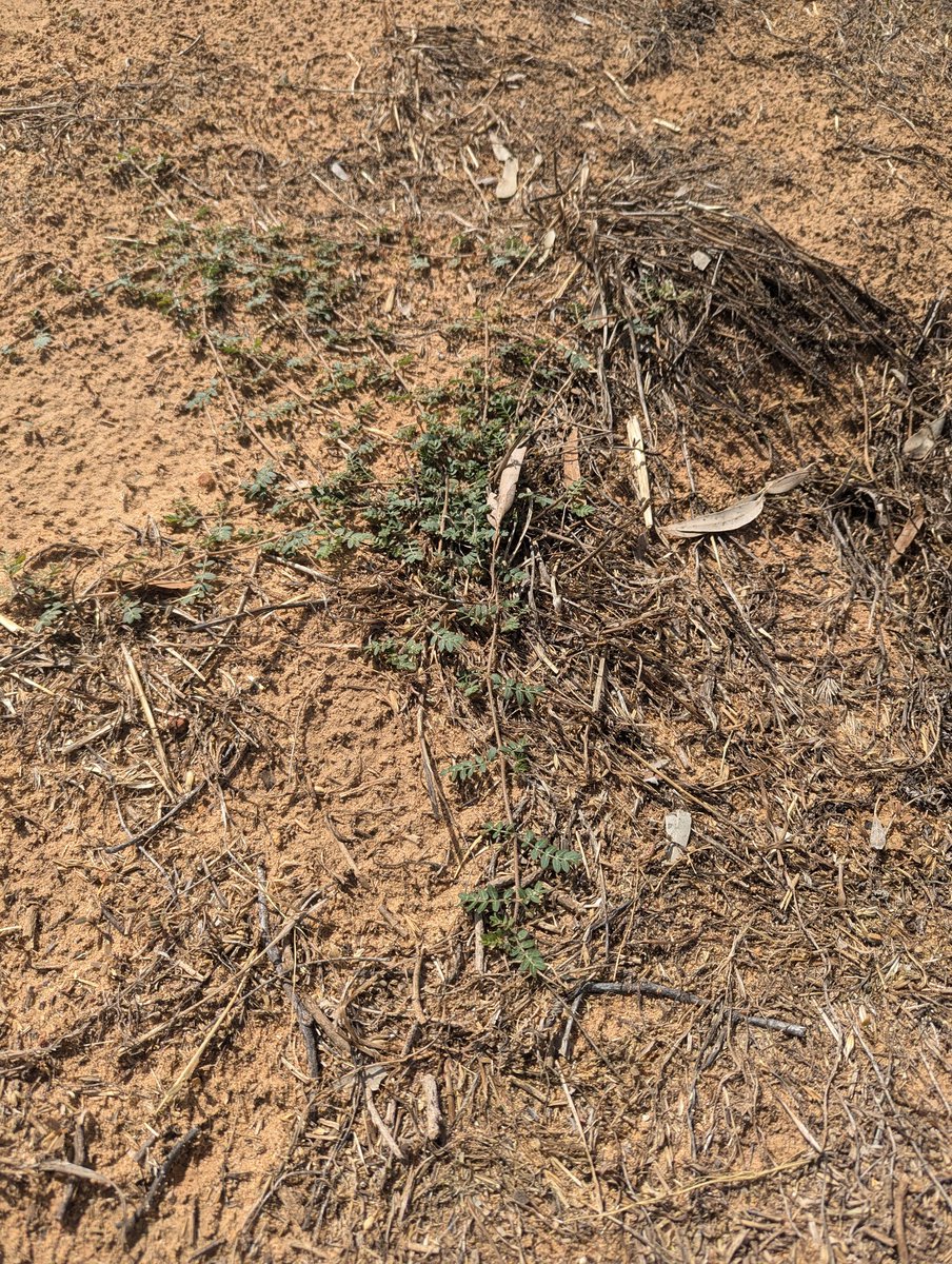 Tristan Freind tweet media