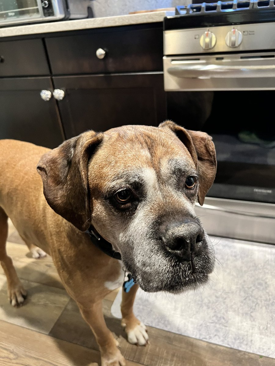 PawsAtHome's tweet image. Rolling out the new client #WelcomeWaggin for this gentle giant ❤️🐶🐾🥹