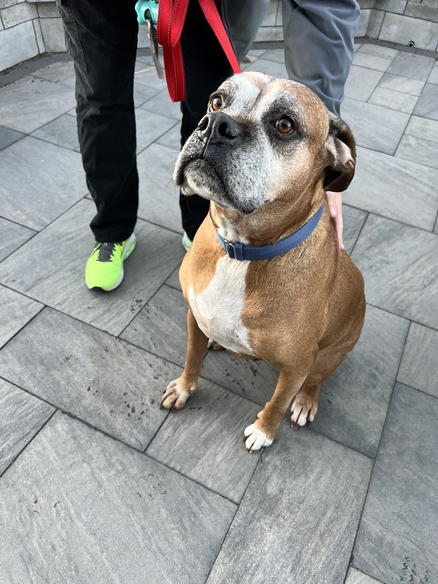 PawsAtHome's tweet image. Rolling out the new client #WelcomeWaggin for this gentle giant ❤️🐶🐾🥹