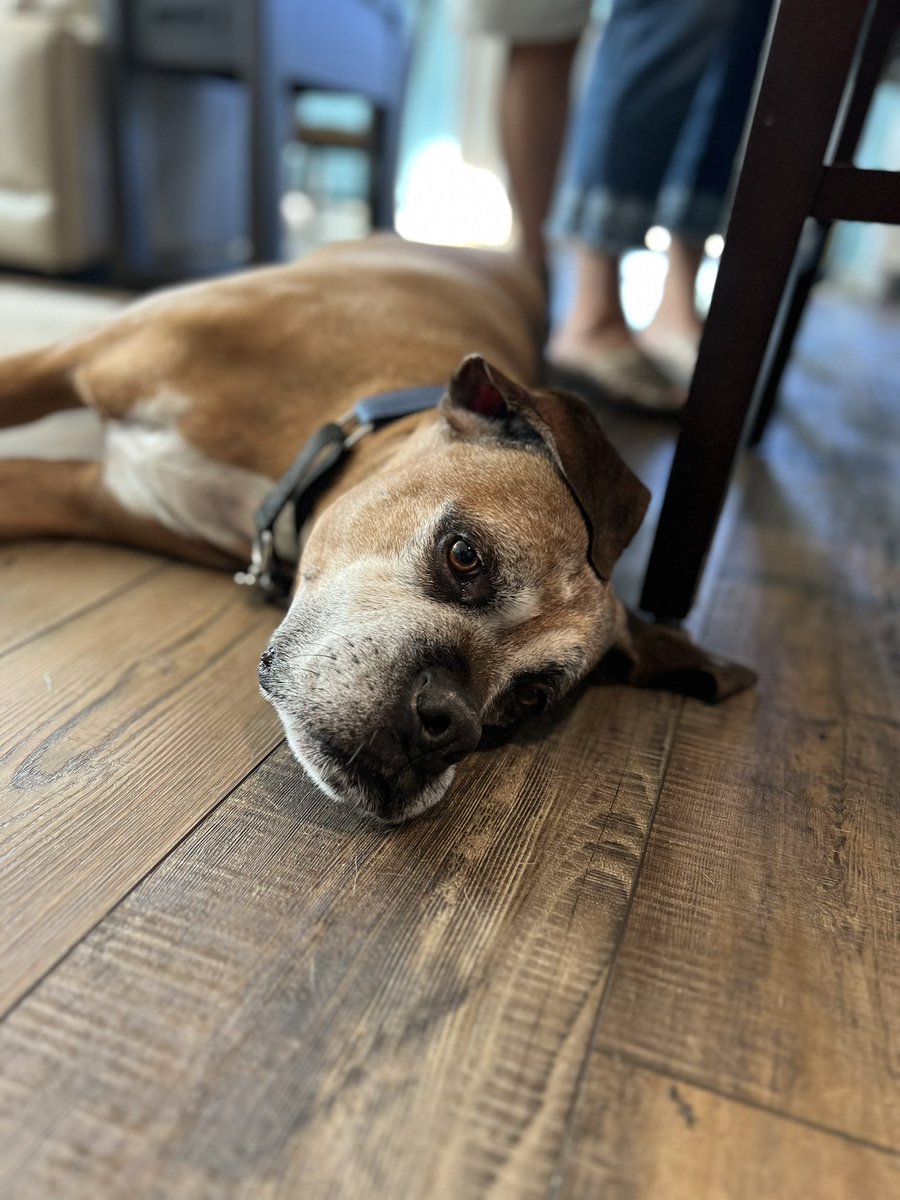 PawsAtHome's tweet image. Rolling out the new client #WelcomeWaggin for this gentle giant ❤️🐶🐾🥹