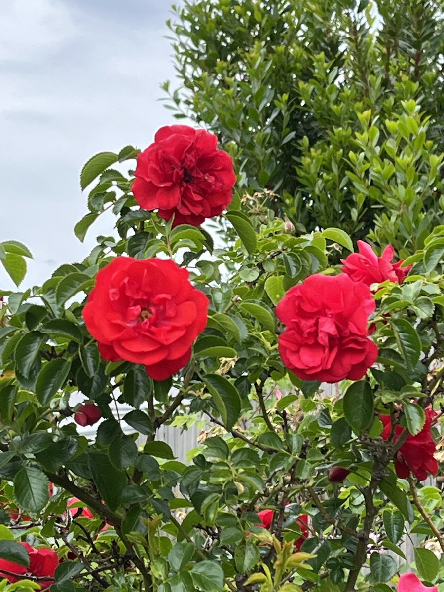 JudithClarke54's tweet photo. Warm morning so had an easy run around the streets before it became too warm. Lots of flowers to investigate in the local gardens now to town for some shopping #enjoyfriday #keepsafe https://t.co/w4Po1btEVY