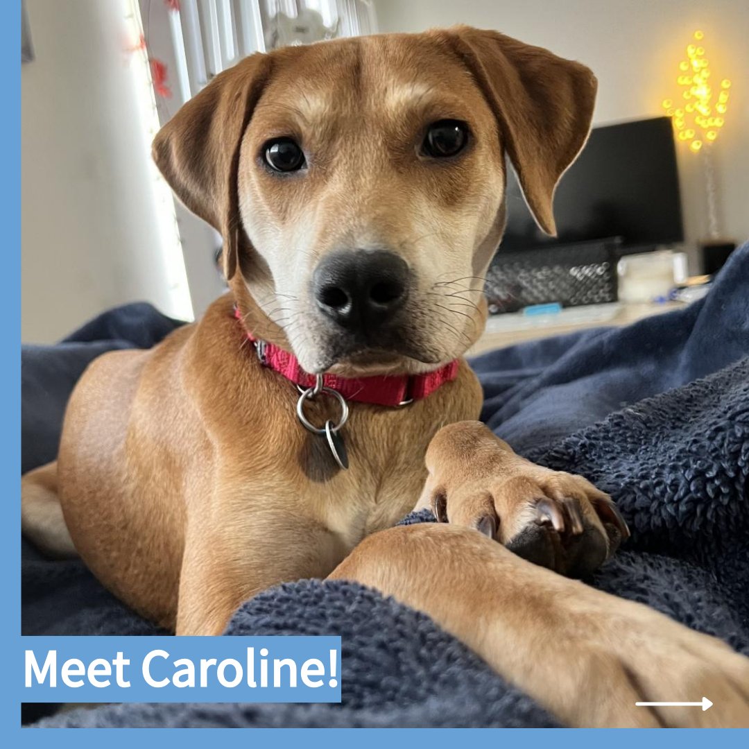 CityDogsRescue's tweet photo. Meet adoptable Caroline! Good times never seemed so good with sweet Caroline! She's a cuddler who is very gentle during play. 

If Caroline seems like the perfect fit for you, apply to adopt her today: https://t.co/nkK4DcDzX8 🐾

#DCDogs #DogsofDC #AdoptCaroline https://t.co/Ye7ahlxWgl