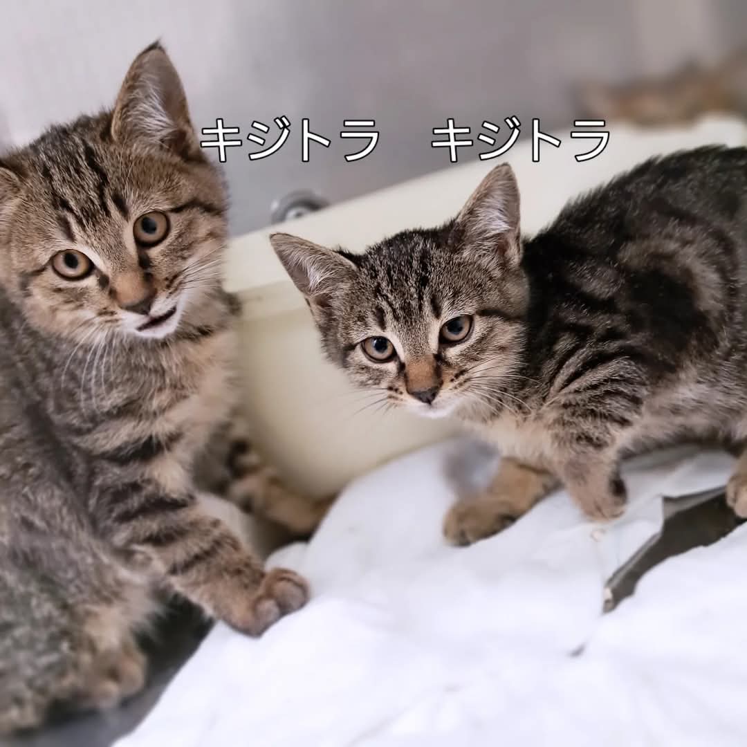 mikenosato's tweet photo. キジトラ・茶トラ・三毛・黒猫・黒白…色柄多めで開催します
#にゃぶ https://t.co/WLg1FPXpX0