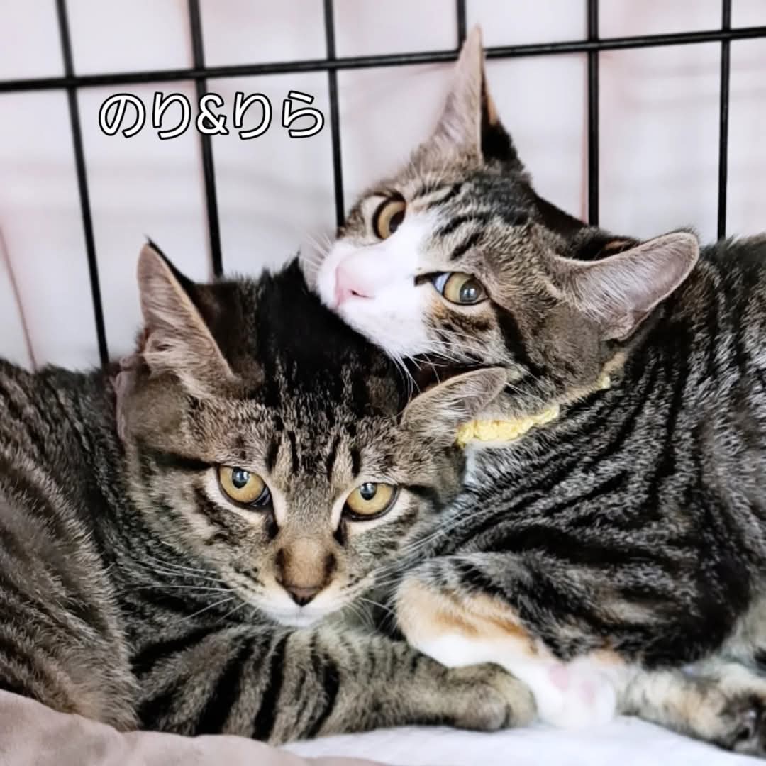 mikenosato's tweet photo. キジトラ・茶トラ・三毛・黒猫・黒白…色柄多めで開催します
#にゃぶ https://t.co/WLg1FPXpX0