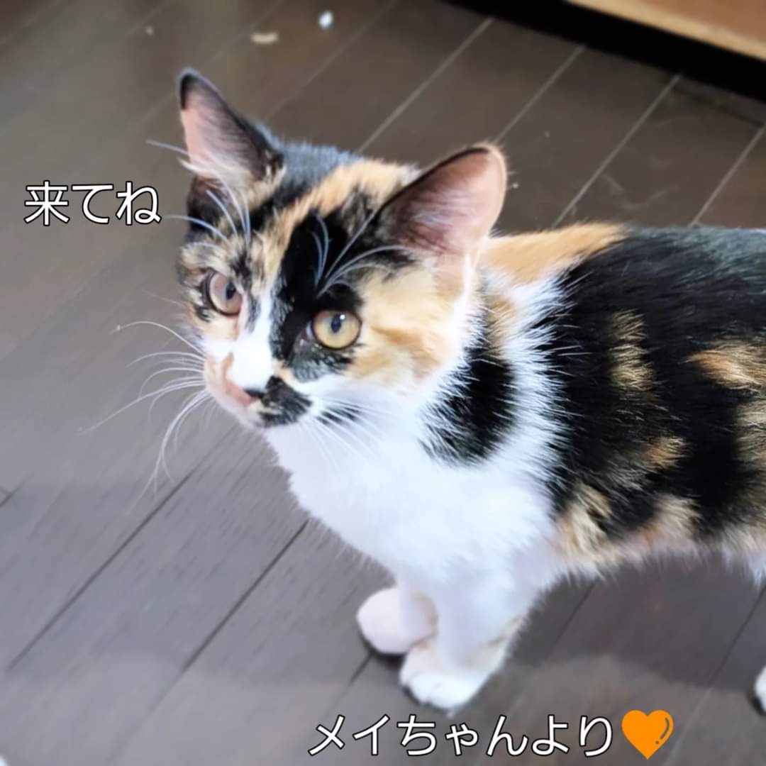 mikenosato's tweet photo. キジトラ・茶トラ・三毛・黒猫・黒白…色柄多めで開催します
#にゃぶ https://t.co/WLg1FPXpX0