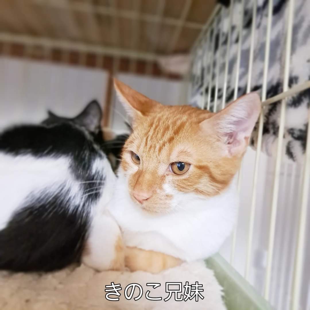 mikenosato's tweet photo. キジトラ・茶トラ・三毛・黒猫・黒白…色柄多めで開催します
#にゃぶ https://t.co/WLg1FPXpX0