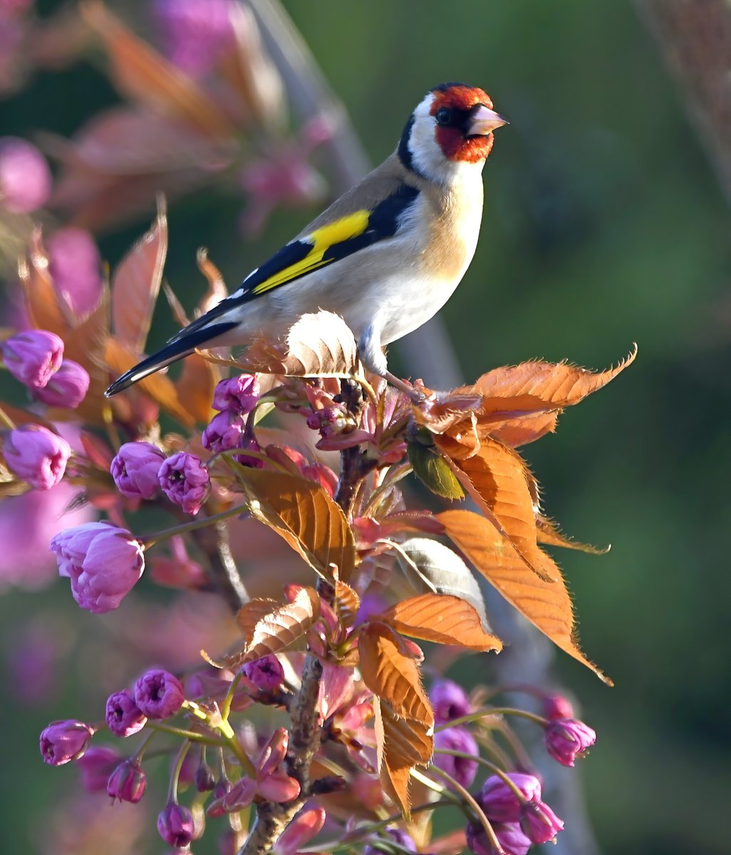 Goldfinch and cherry Blossom 😍😀
 It's Friday... please do what you do! 🙏😉🐦