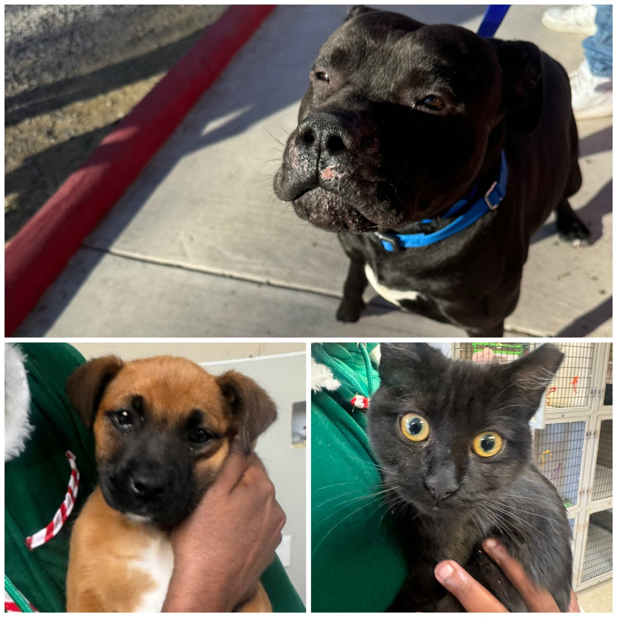 iamrodneysmith's tweet image. Meet my three new friends, each waiting for their forever home. Cinnamon, a sweet and playful 10-week-old puppy, is ready to bring joy to a loving family. Ham, a gentle 3-month-old black kitten, has been waiting for seven weeks for someone to take her home. And Chuco, a big,…