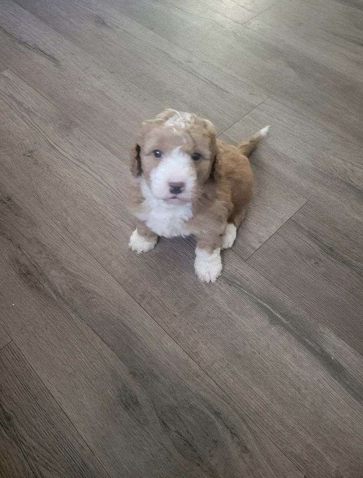 thatssoodes's tweet photo. Golden Doodle Puppies for Sale 😍😍😍😍 https://t.co/GbpP6n6SzN